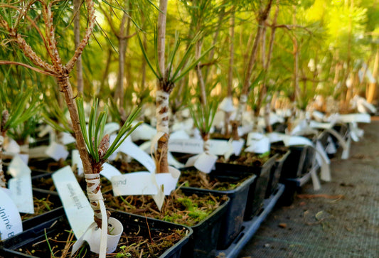 SKIEPYTA PUŠIS - KAS TAI?