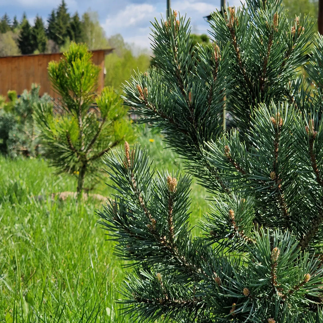 KAIP SODINTI IR PRIŽIŪRĖTI PUŠIS?