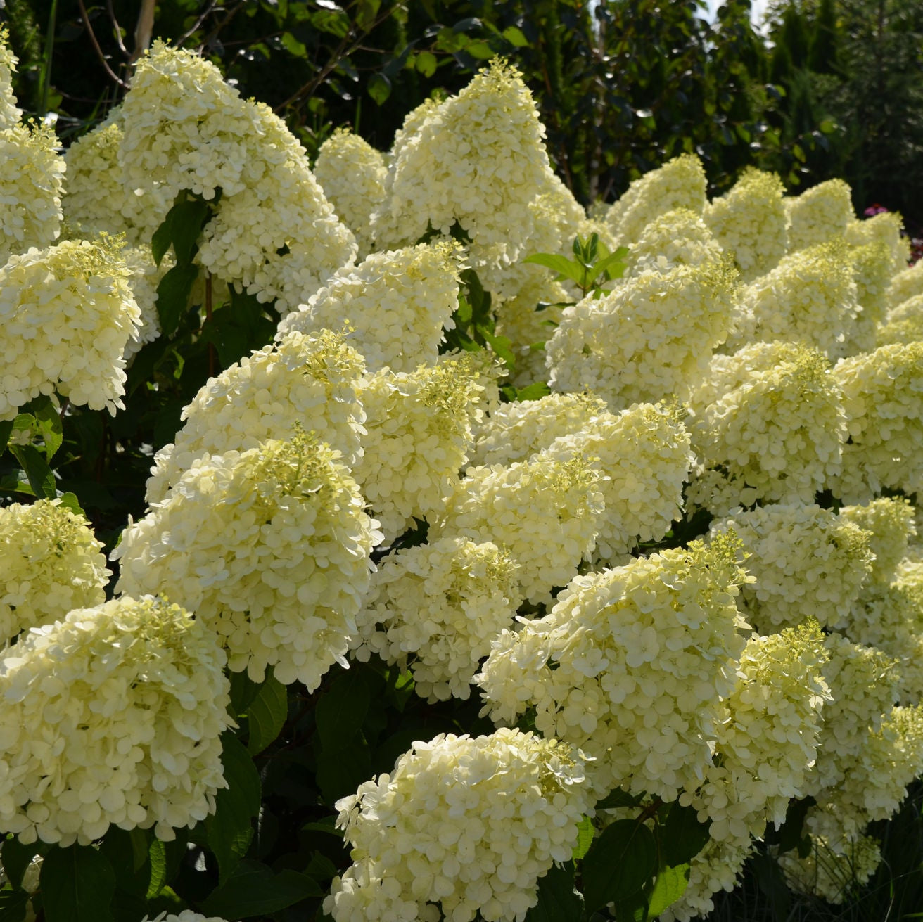 Hortenzija Šluotelinė 'Polar Bear' (Hydrangea paniculata)