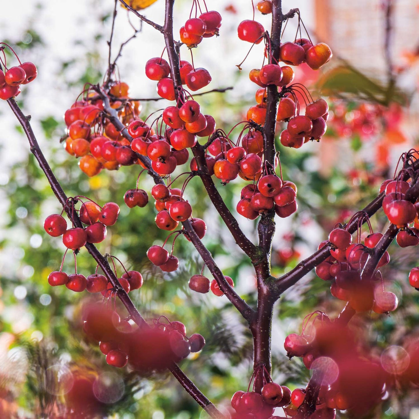 Obelis rojaus 'Nicoline' (Malus domestica)