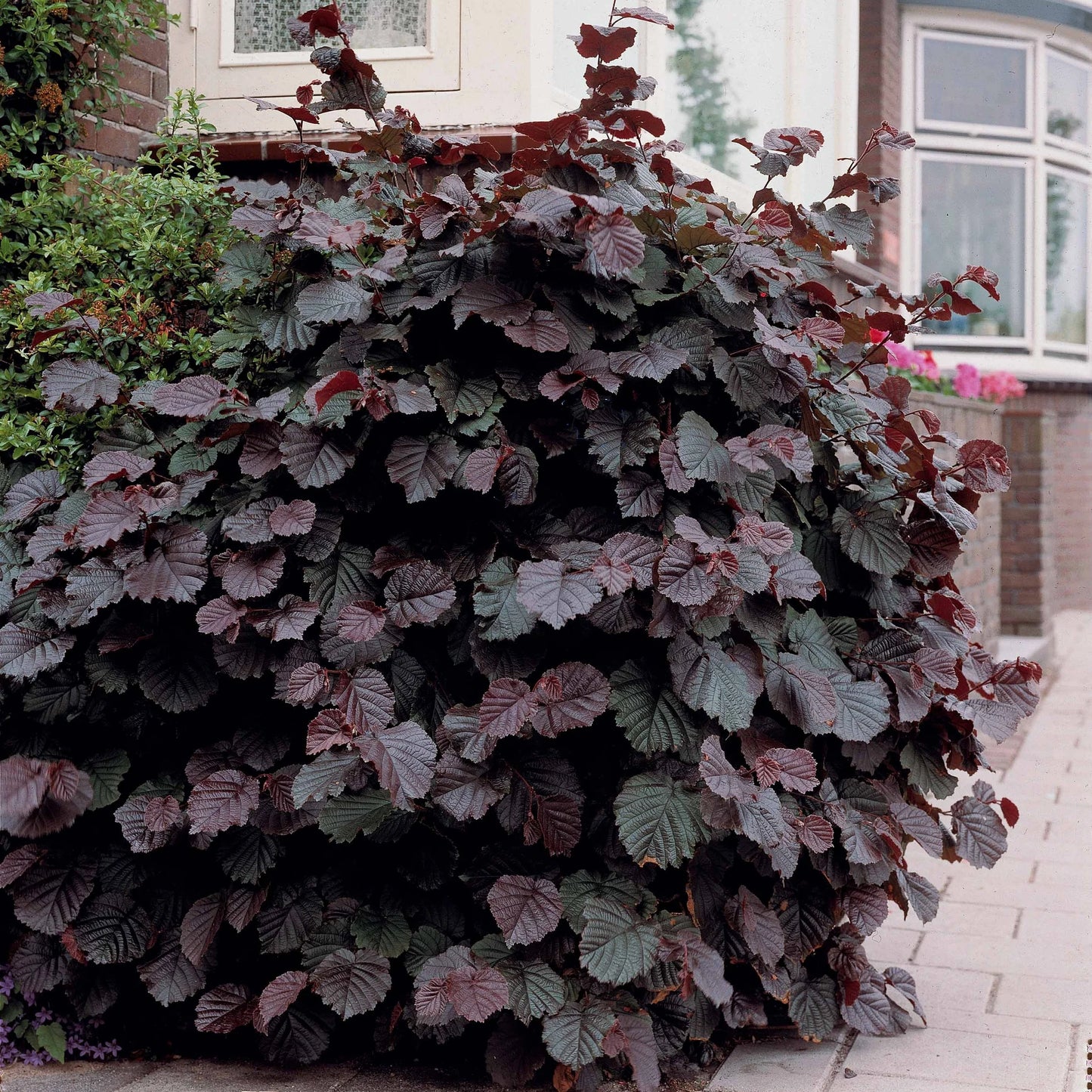 Lazdynas paprastasis 'Red Majestic' (Corylus avellana)