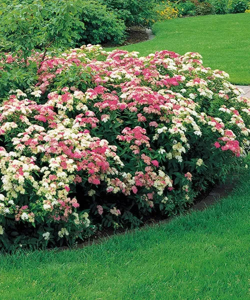 Lanksva japoninė 'Shirobana Genpei' (Spiraea japonica)