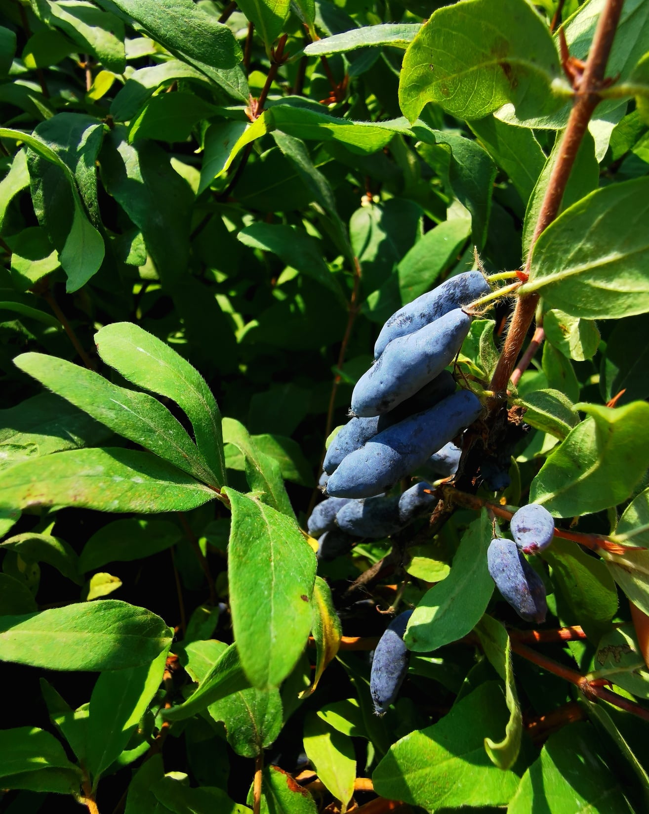 Sausmedis 'Wojtek' (Lonicera kamtschatica)