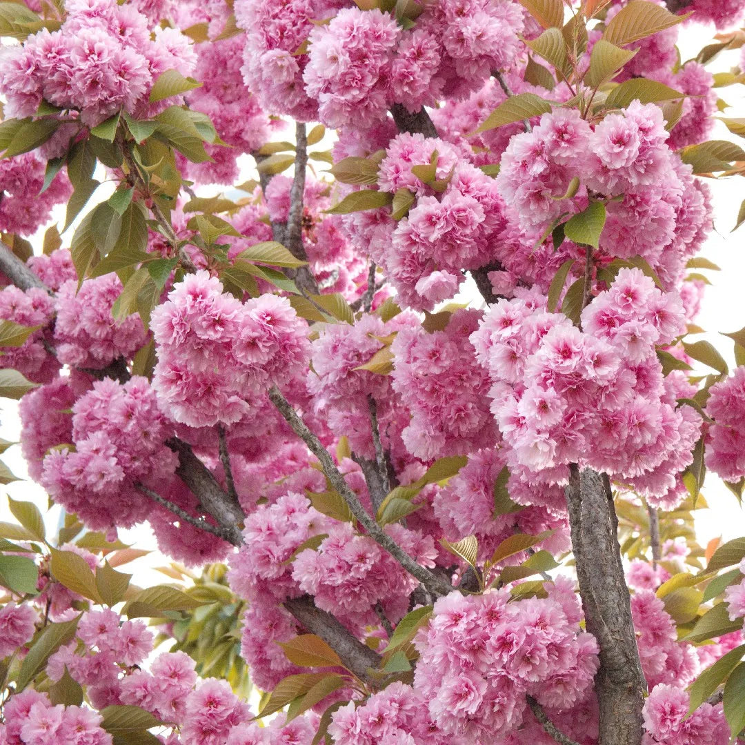 Vyšnia smailiadantė 'Kanzan' (Prunus serrulata)