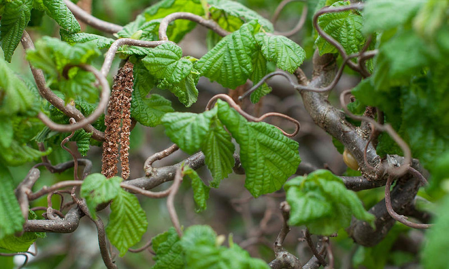 Lazdynas paprastasis 'Contorta' (Corylus avellana)