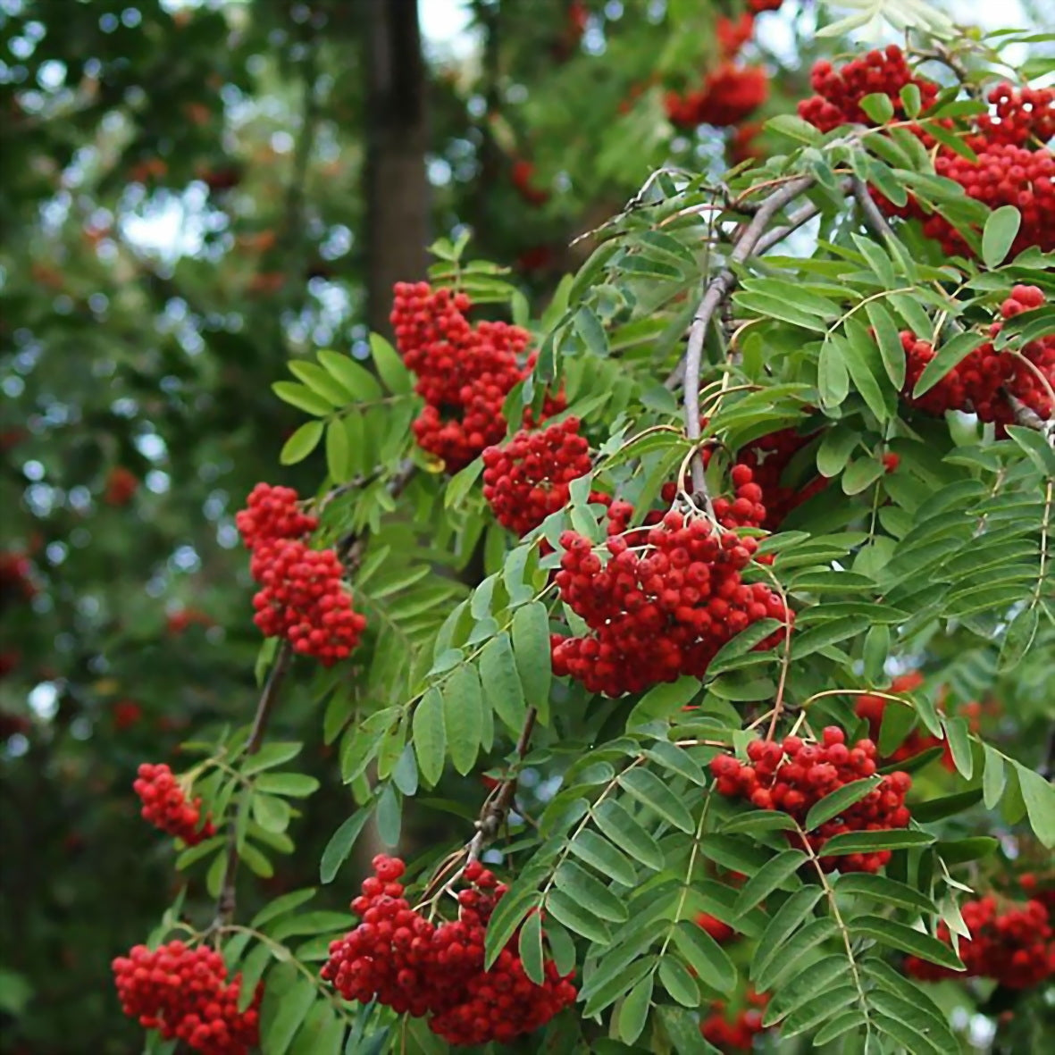 Šermukšnis Paprastasis 'Pendula' (Sorbus aucuparia)