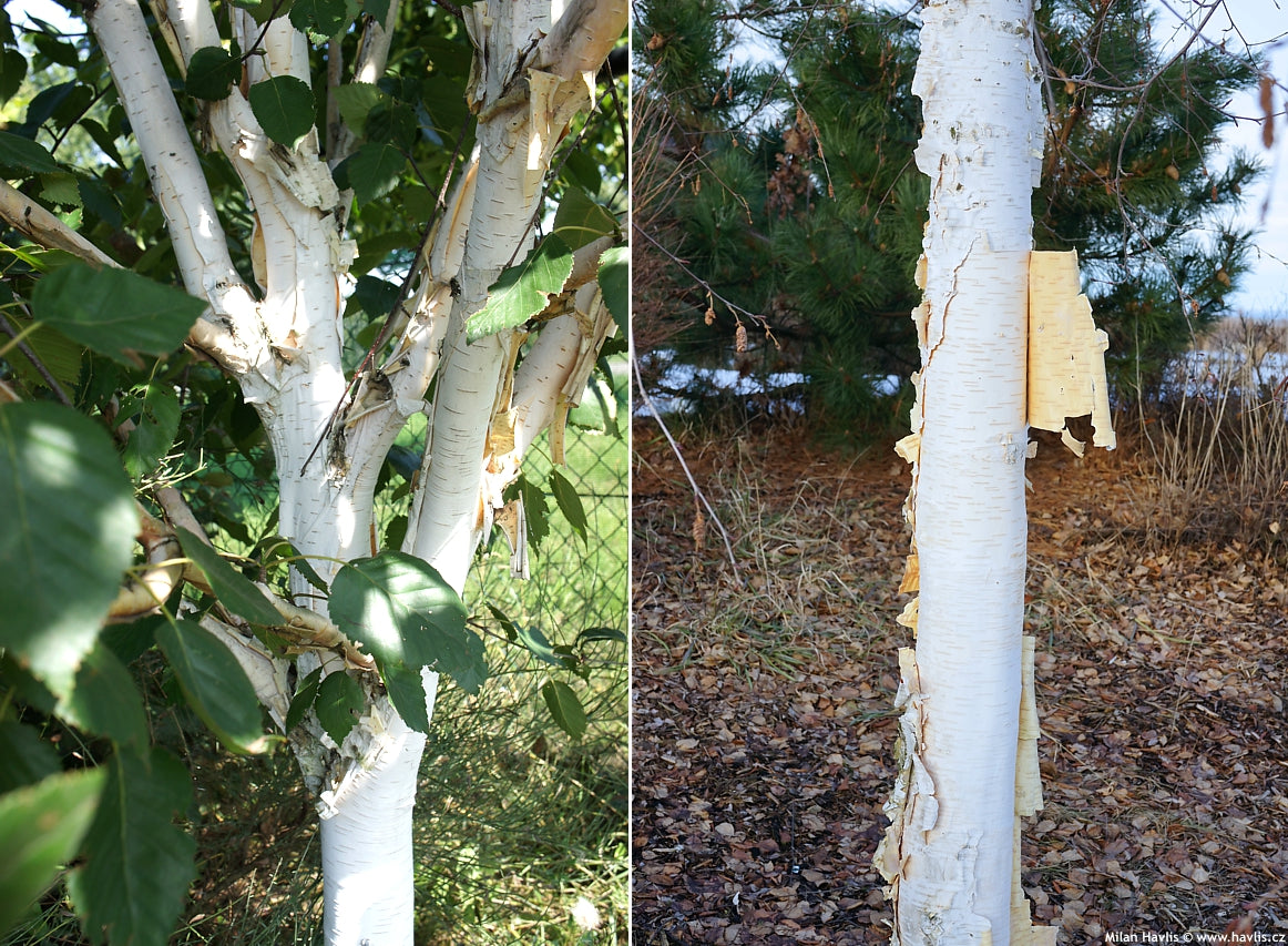 Beržas himalajinis 'Jacquemontii/Dorenboss'