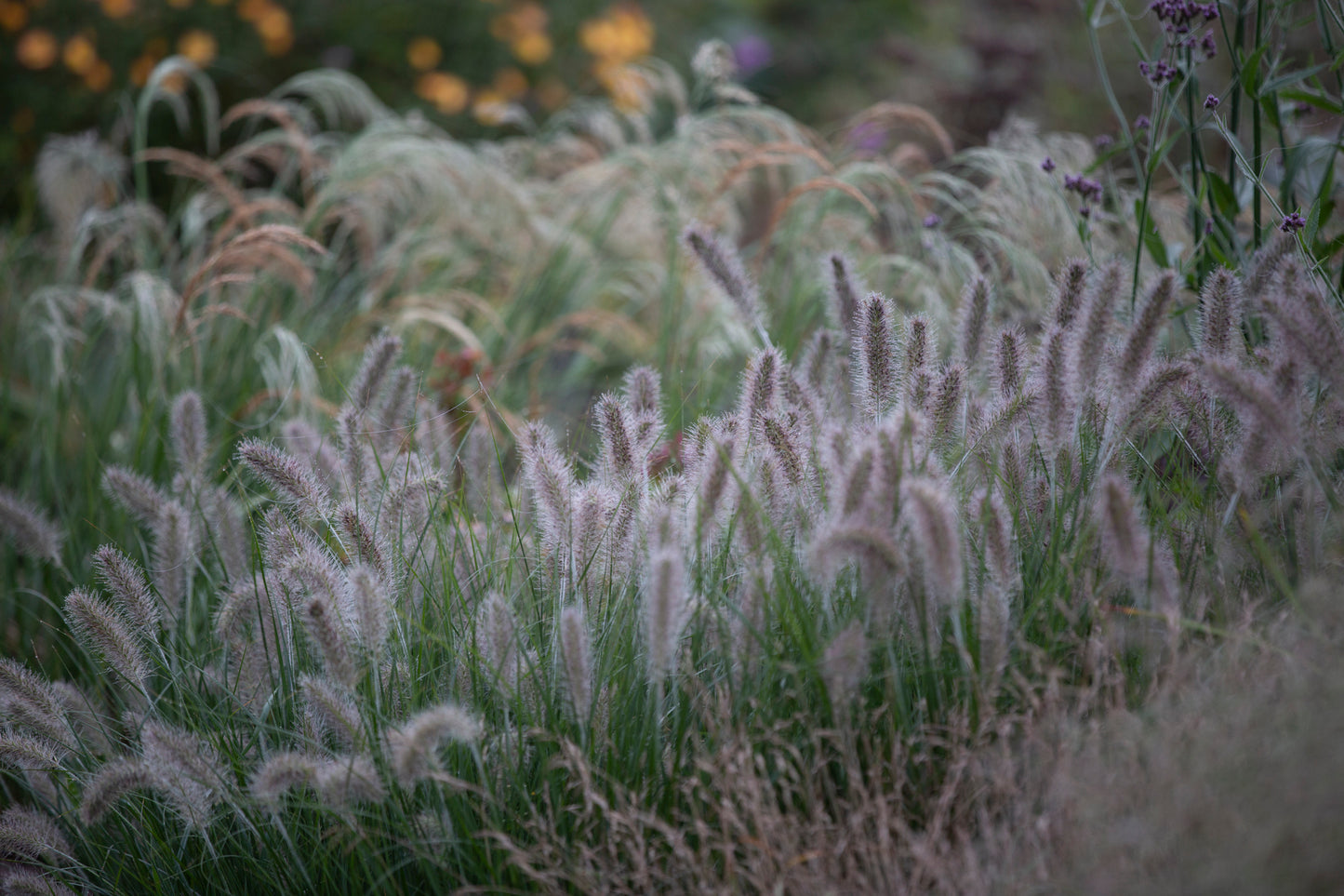 Soruolė pašiaušėlinė 'Hameln' (Pennisetum alopecuroides)