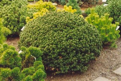 Pušis kalninė 'Liliput' (Pinus mugo)