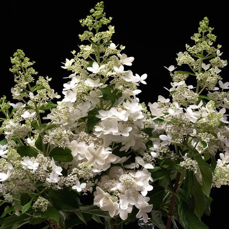 Hortenzija 'Confetti' (Hydrangea macrophylla)