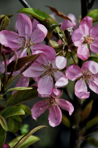 Obelis Rojaus 'Ola' (Malus domestica)