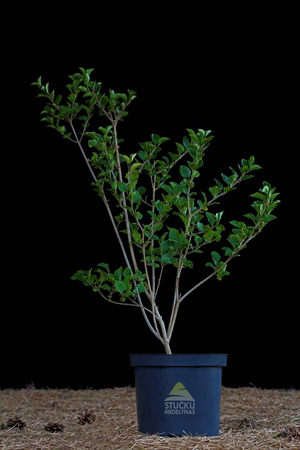 Alyva mejerio 'Palibin' (Syringa meyeri)