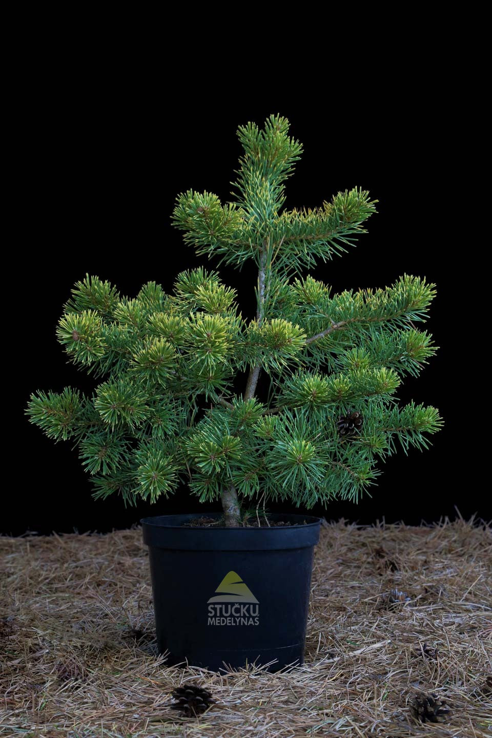 Pušis paprastoji 'Aurea' (Pinus sylvestris)