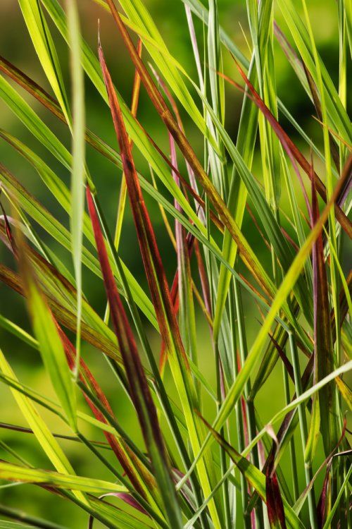 Sora rykštėtoji 'Rehbraun' (Panicum virgatum)