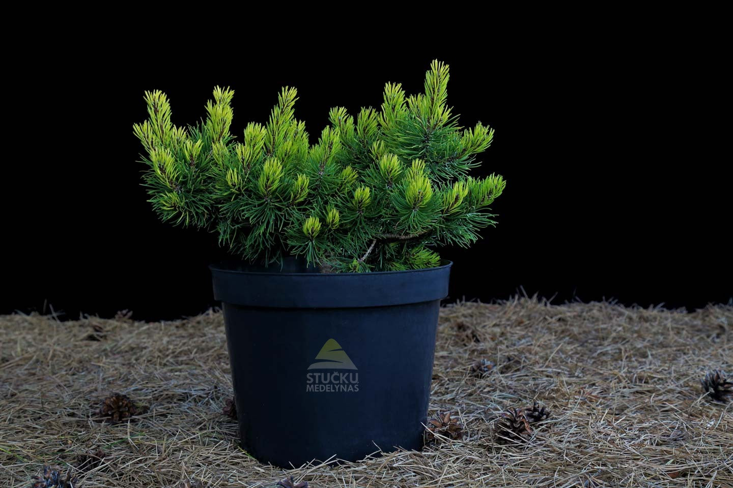 Pušis kalninė 'Rositech' (Pinus mugo)