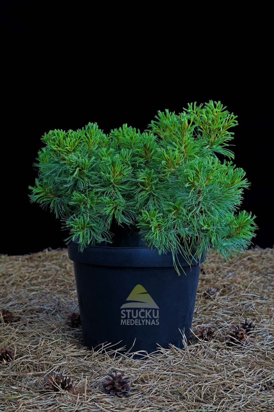 Pušis veimutinė 'Tiny Curls' (Pinus strobus)