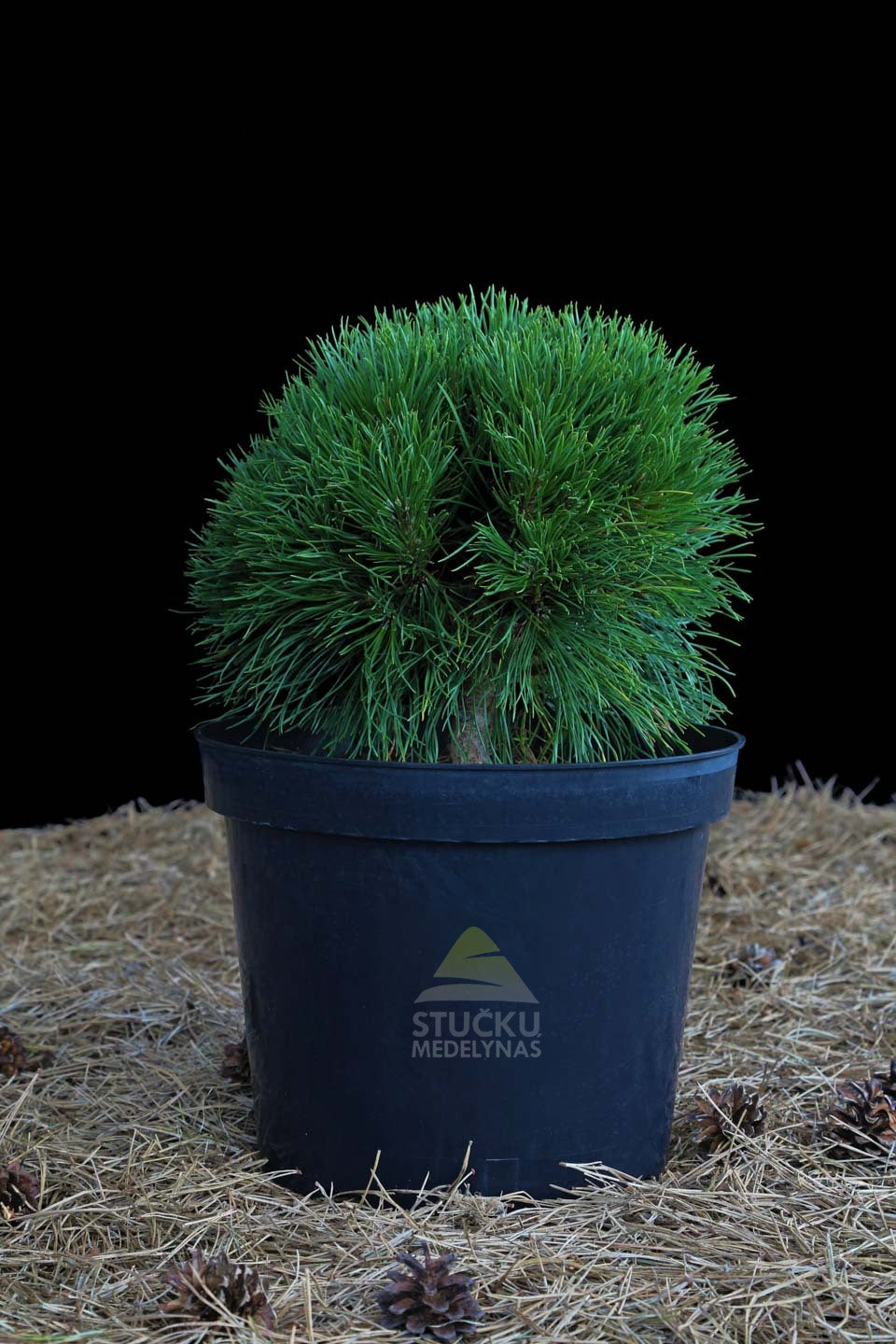 Pušis kalninė 'Varella' (Pinus mugo)