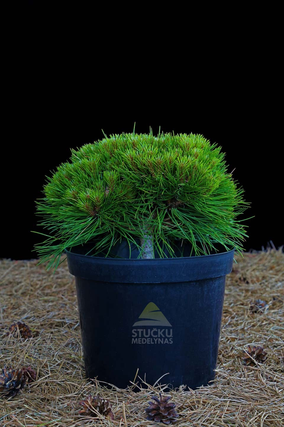 Pušis juodoji 'Marie Bregeon' (Pinus nigra)