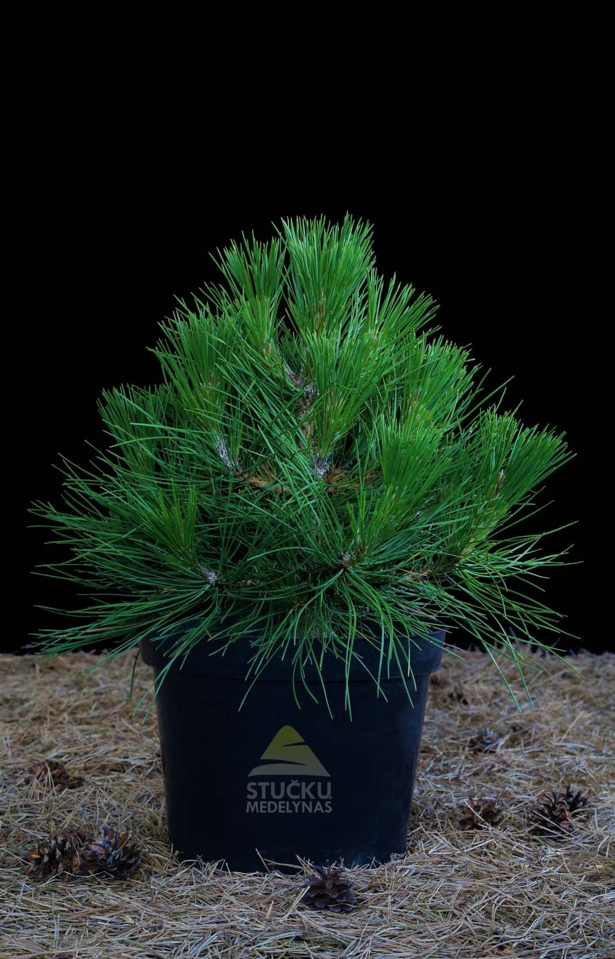 Pušis juodoji 'Wurstle' (Pinus nigra)