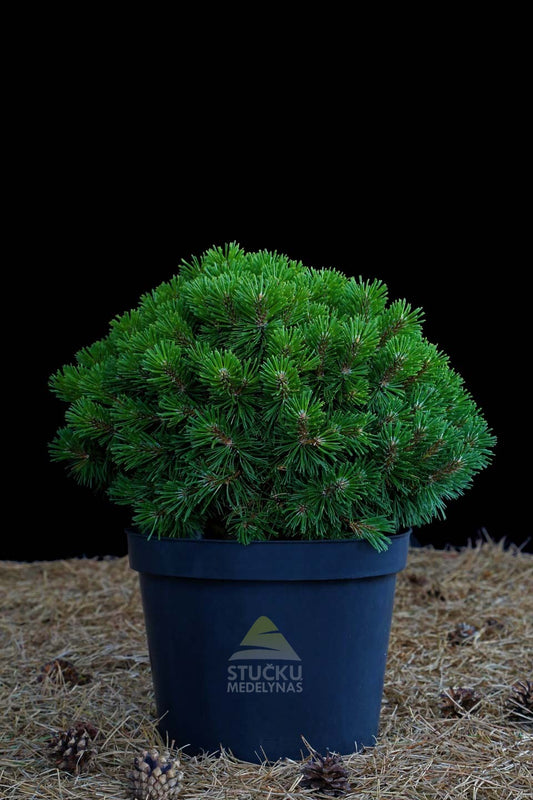 Pušis kalninė 'Benjamin' (Pinus mugo)