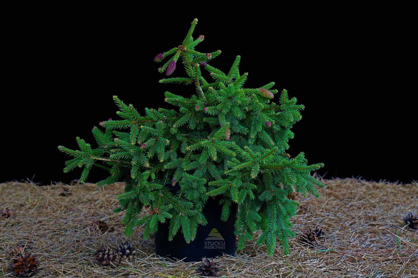 Paprastoji Eglė 'Pusch'