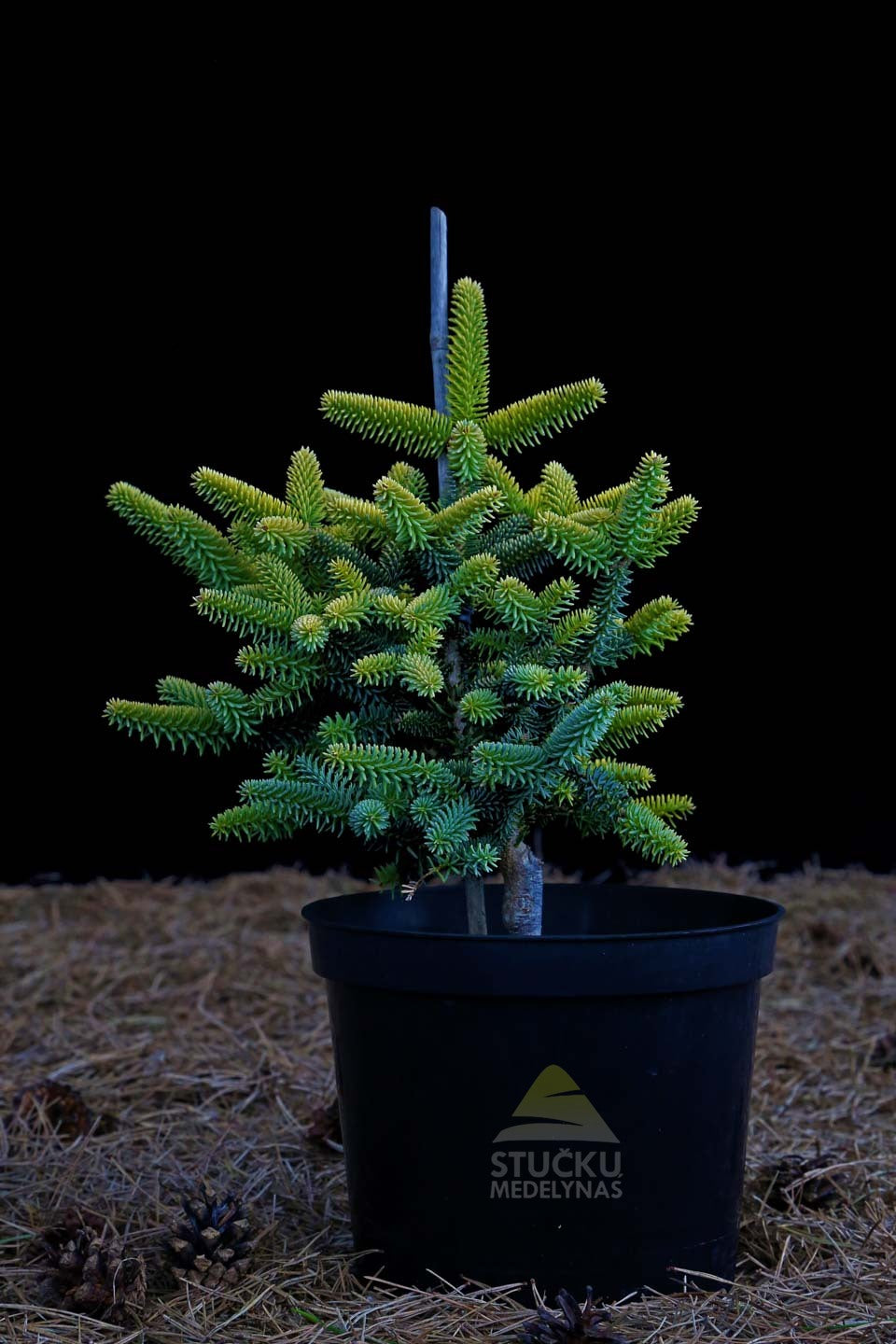 Kėnis ispaninis ‘Aurea’ (Abies pinsapo)