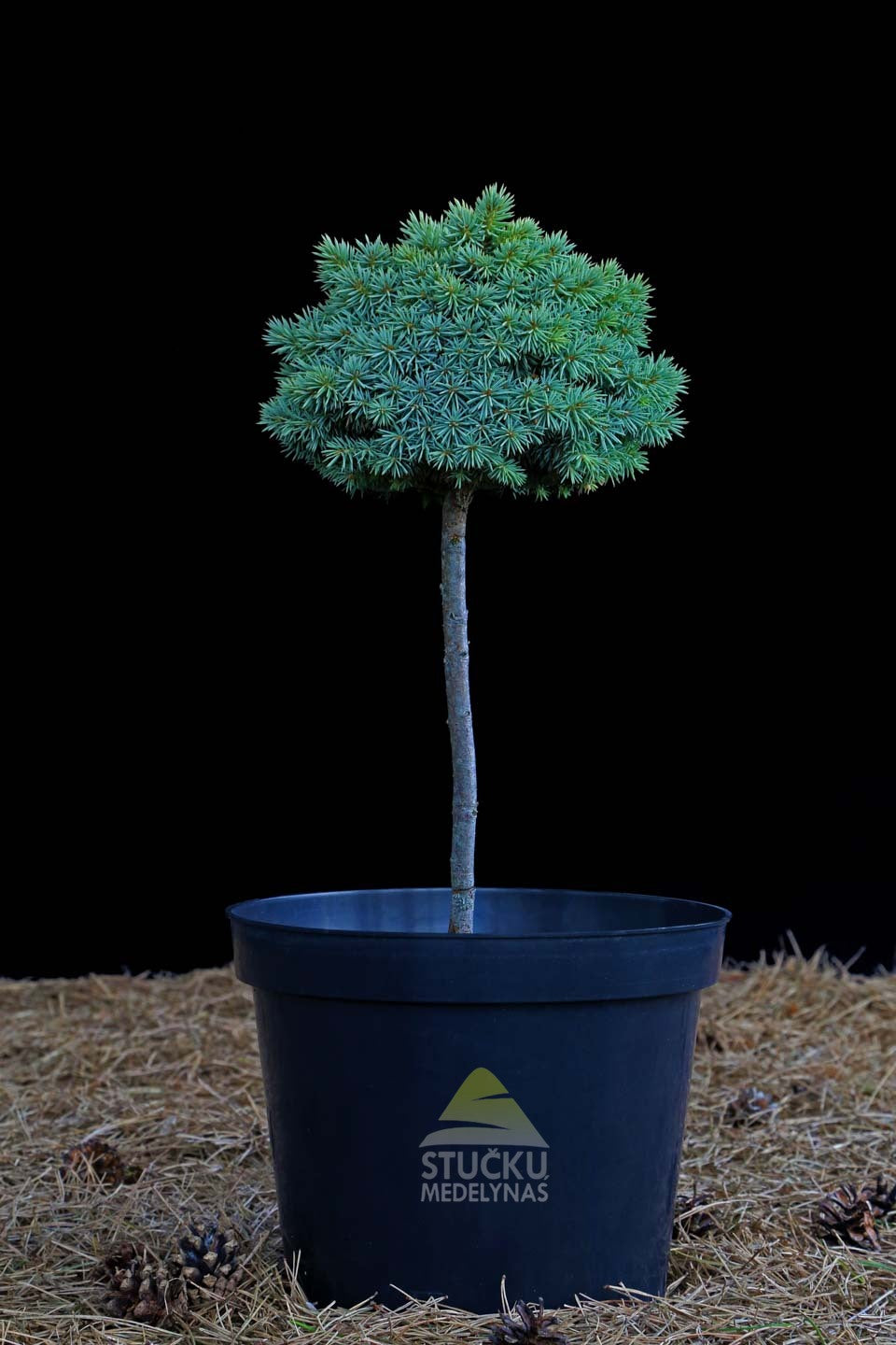 Eglė dygioji 'Pali' (Picea pungens) Pa40