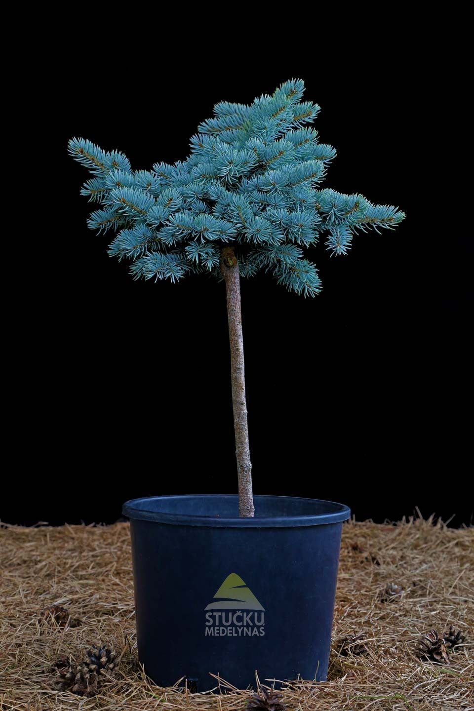 Eglė dygioji 'Glauca Globosa' (Picea pungens) Pa40
