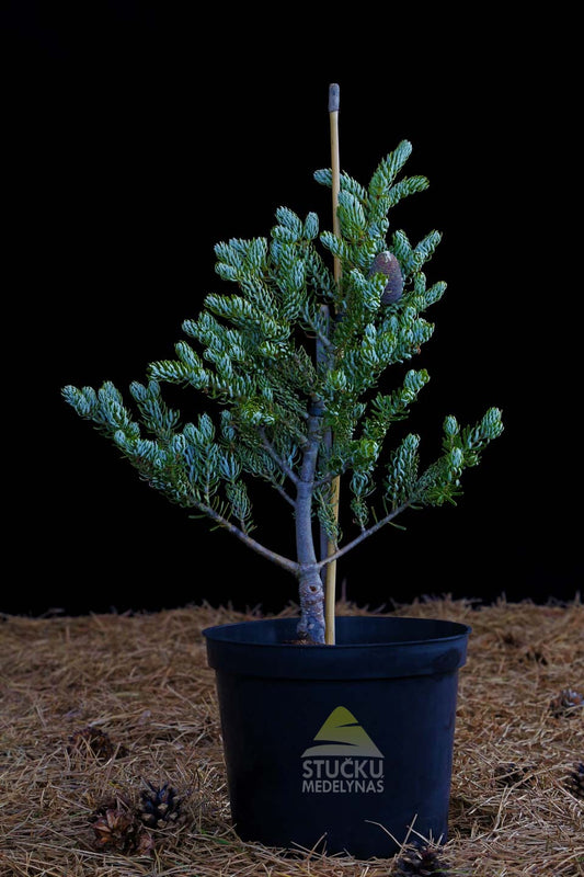 Kėnis korėjinis 'Silberlock' (Abies koreana)