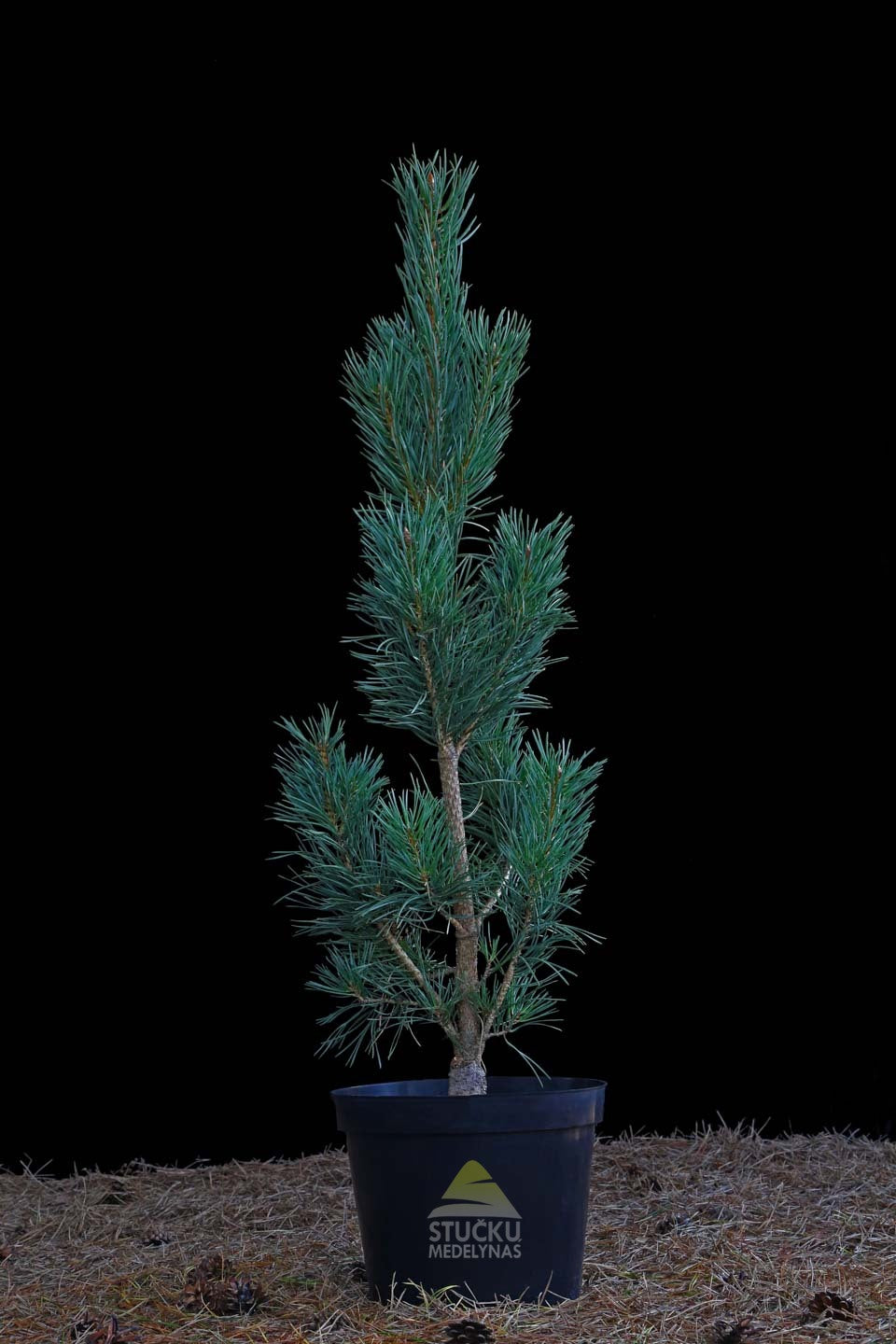 Pušis paprastoji 'Fastigiata' (Pinus sylvestris)