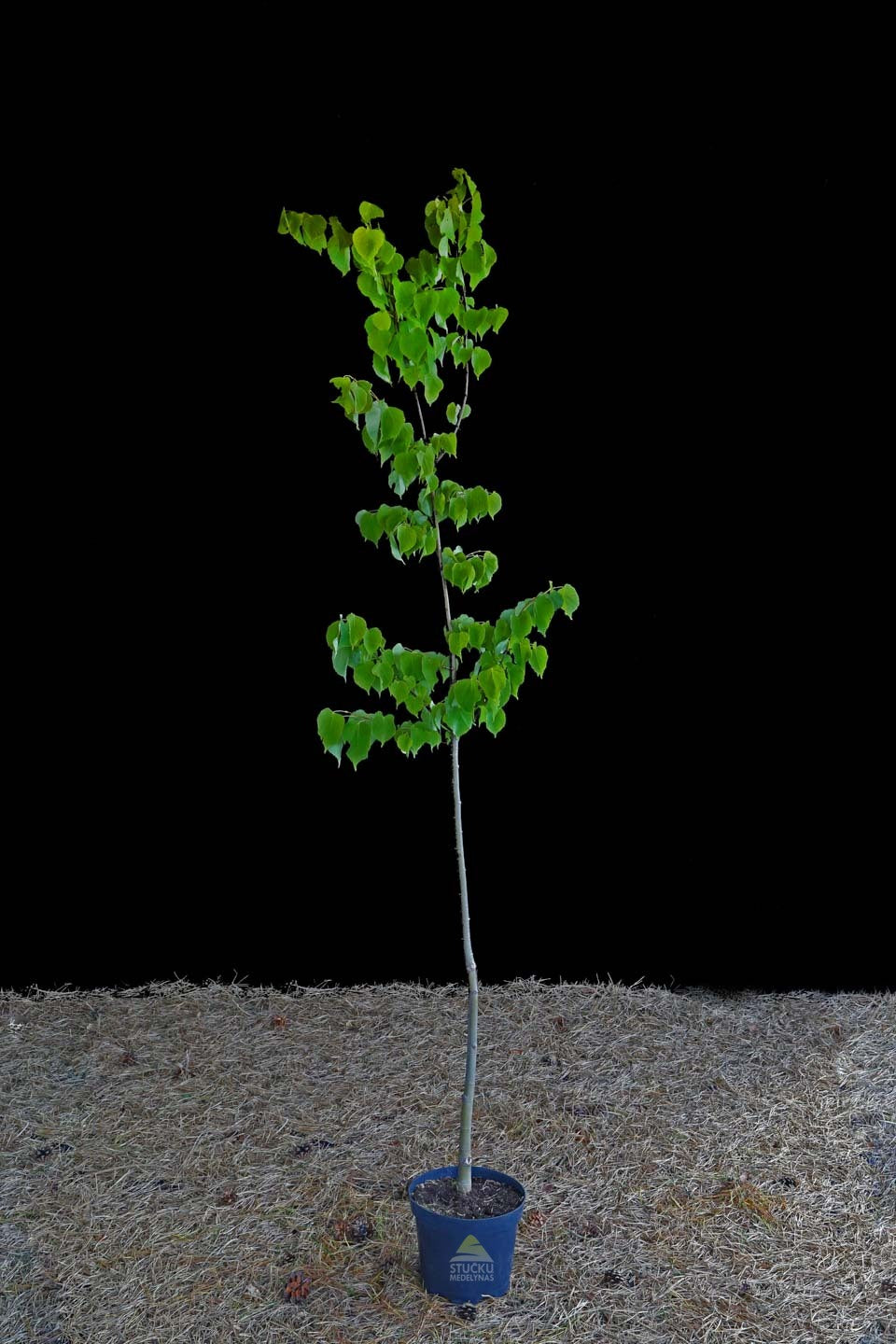Mažalapė Liepa (Tilia cordata)