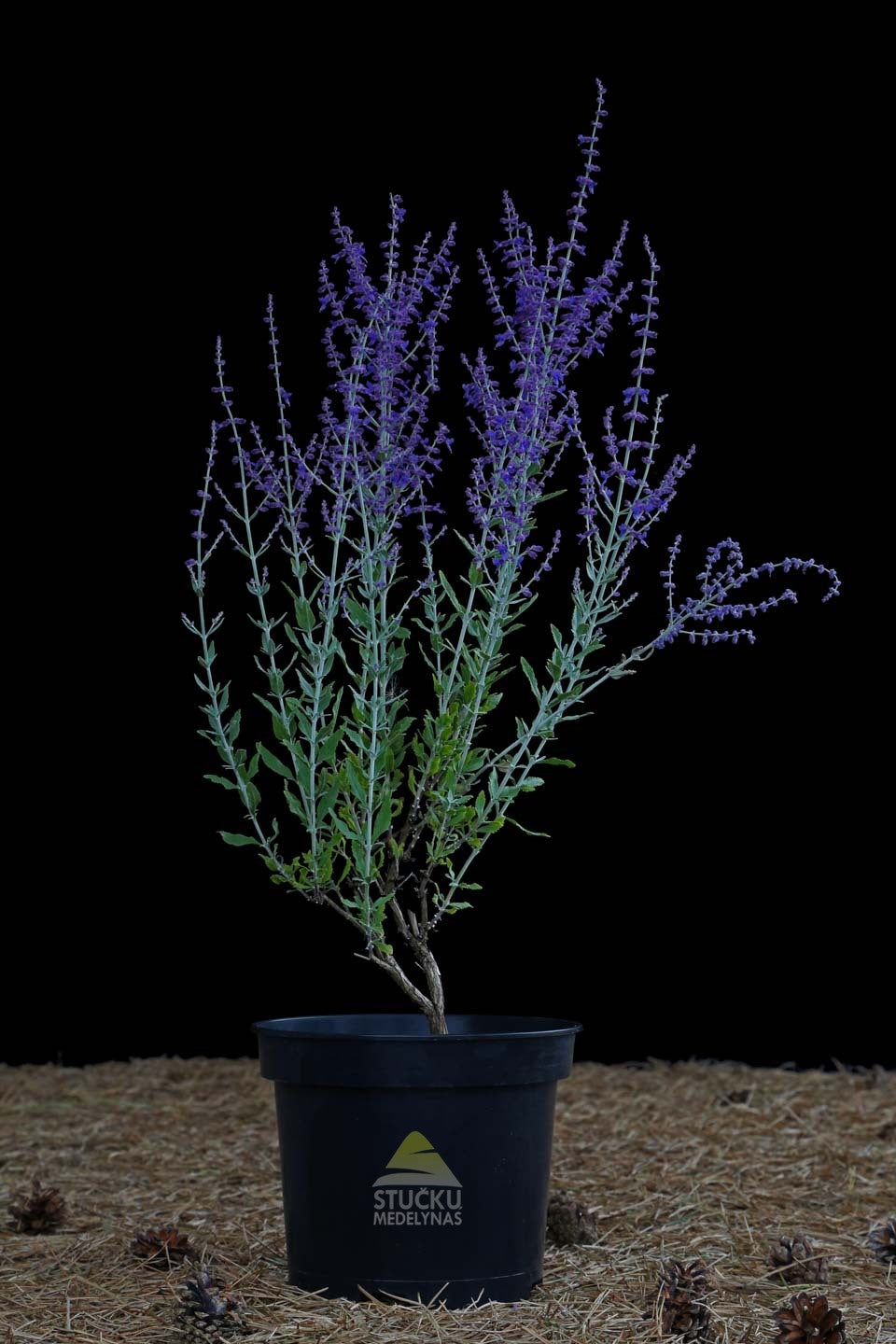 Mėlesas paprastasis 'Little Spire' (Perovskia atriplicifolia)