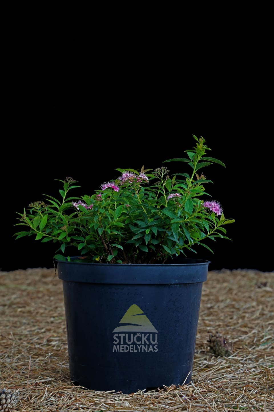 Lanksva japoninė 'Little Princess' (Spiraea japonica)