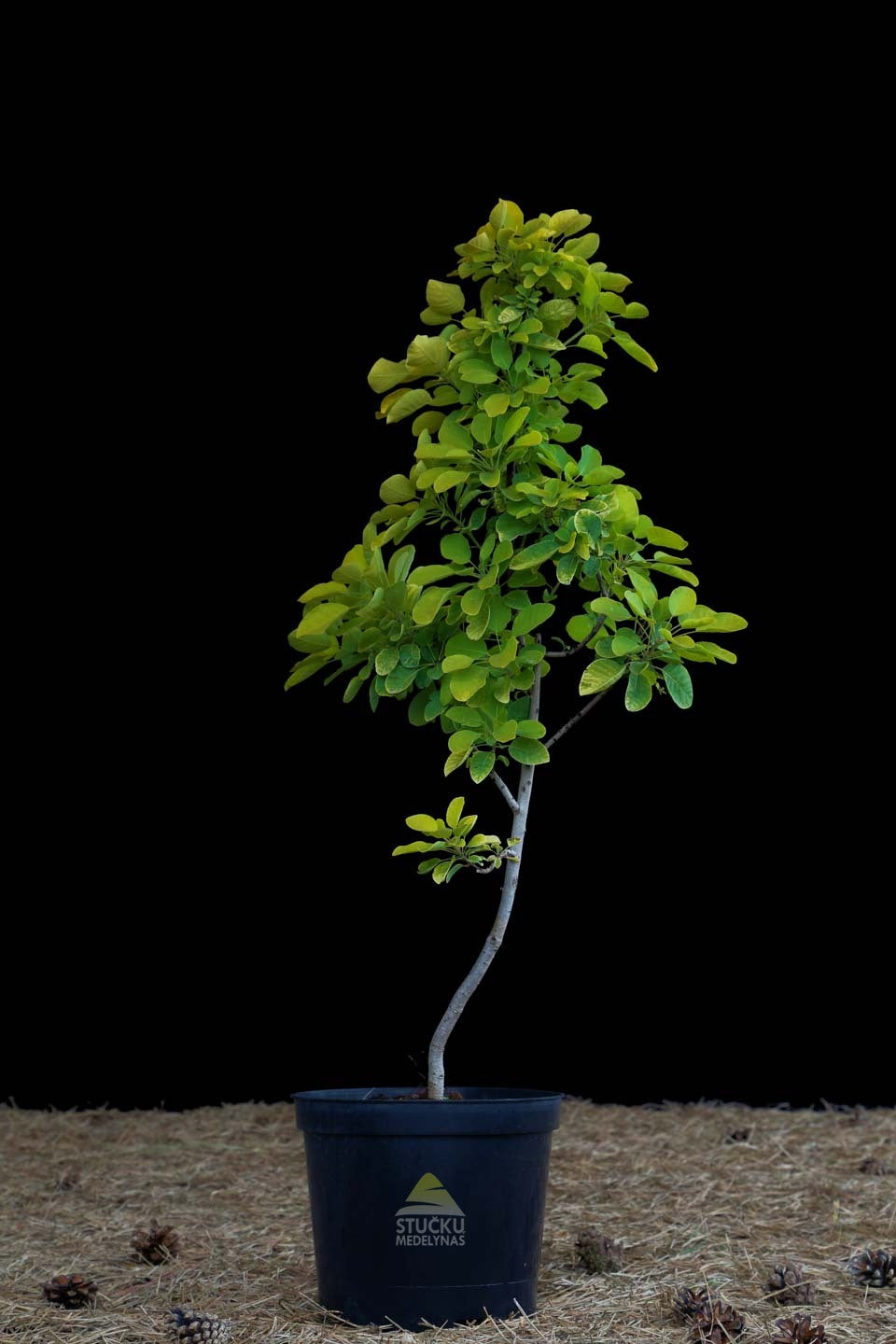 Pūkenis europinis 'Golden Spirit' (Cotinus coggygria)