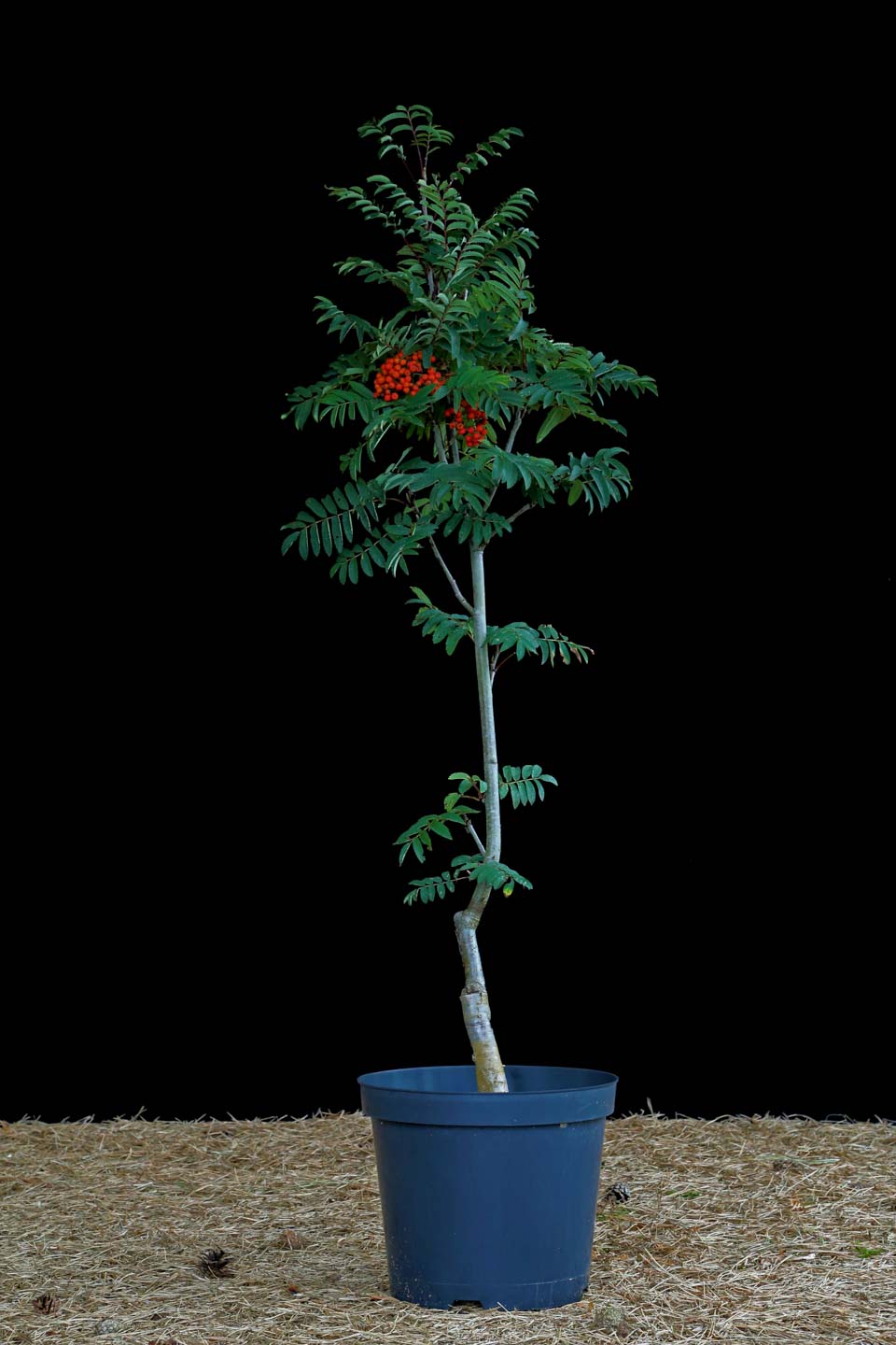 Šermukšnis Paprastasis 'Fastigiata' (Sorbus aucuparia)