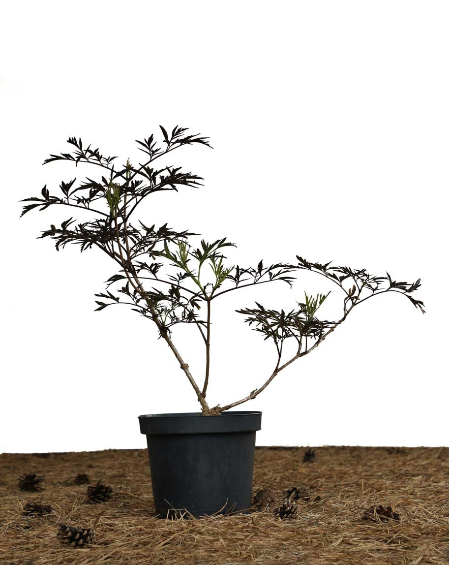 Šeivamedis juoduogis 'Black Lace' (Sambucus nigra)