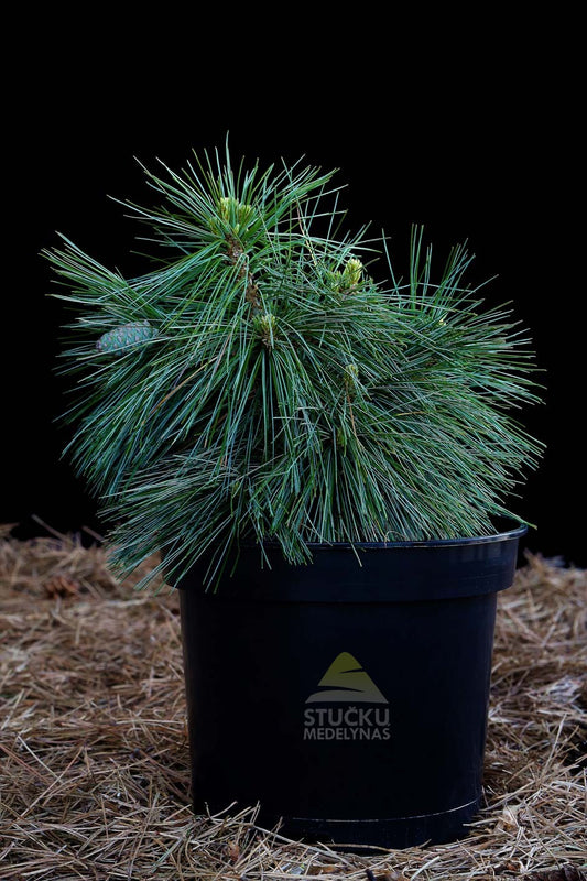 Pušis šverino 'Wiethorst' (Pinus Schwerinii)