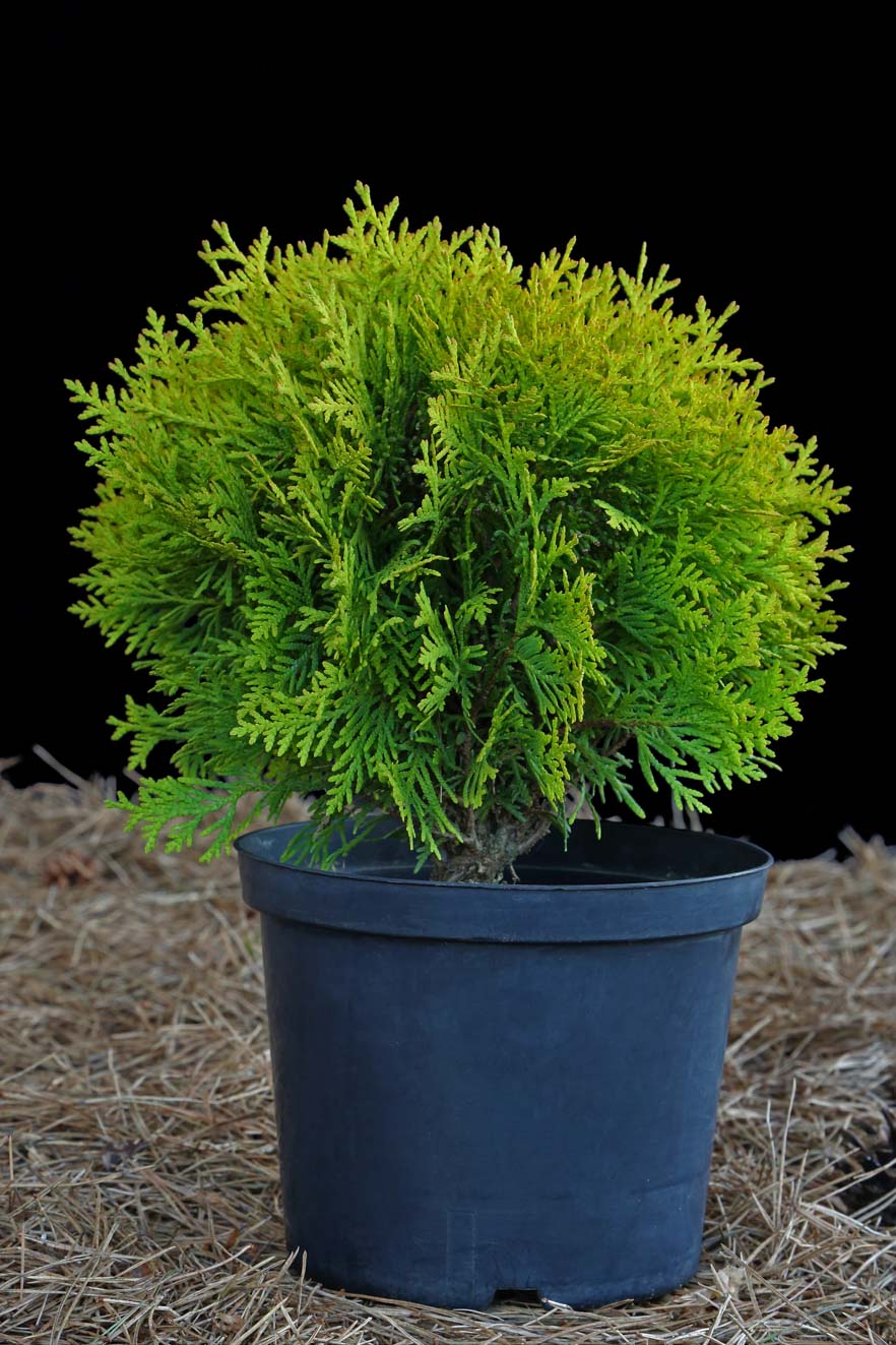 Tuja vakarinė ‘Mirjam’ (Thuja occidentalis)