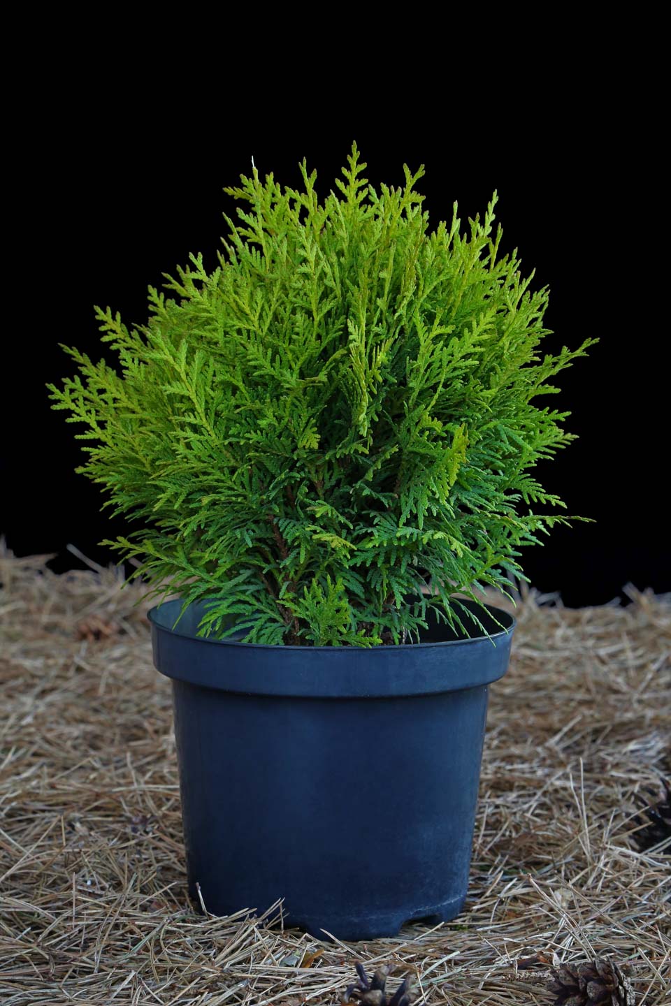 Tuja vakarinė ‘Danica’ (Thuja occidentalis)