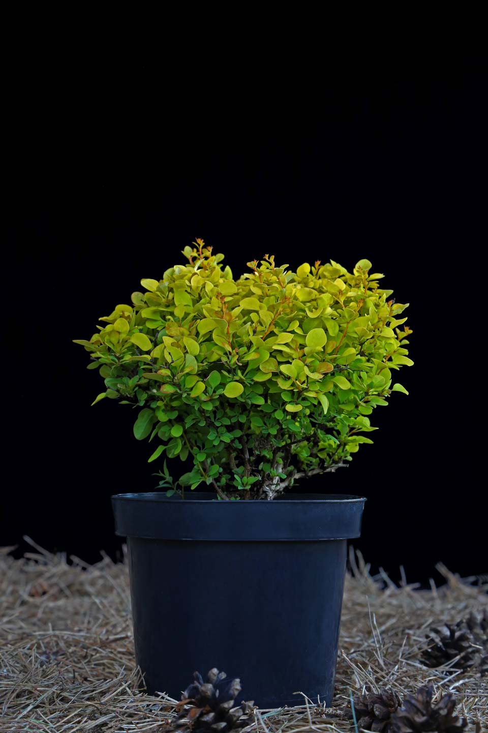 Raugerškis tunbergo 'Goldalita' (Berberis thunbergii)