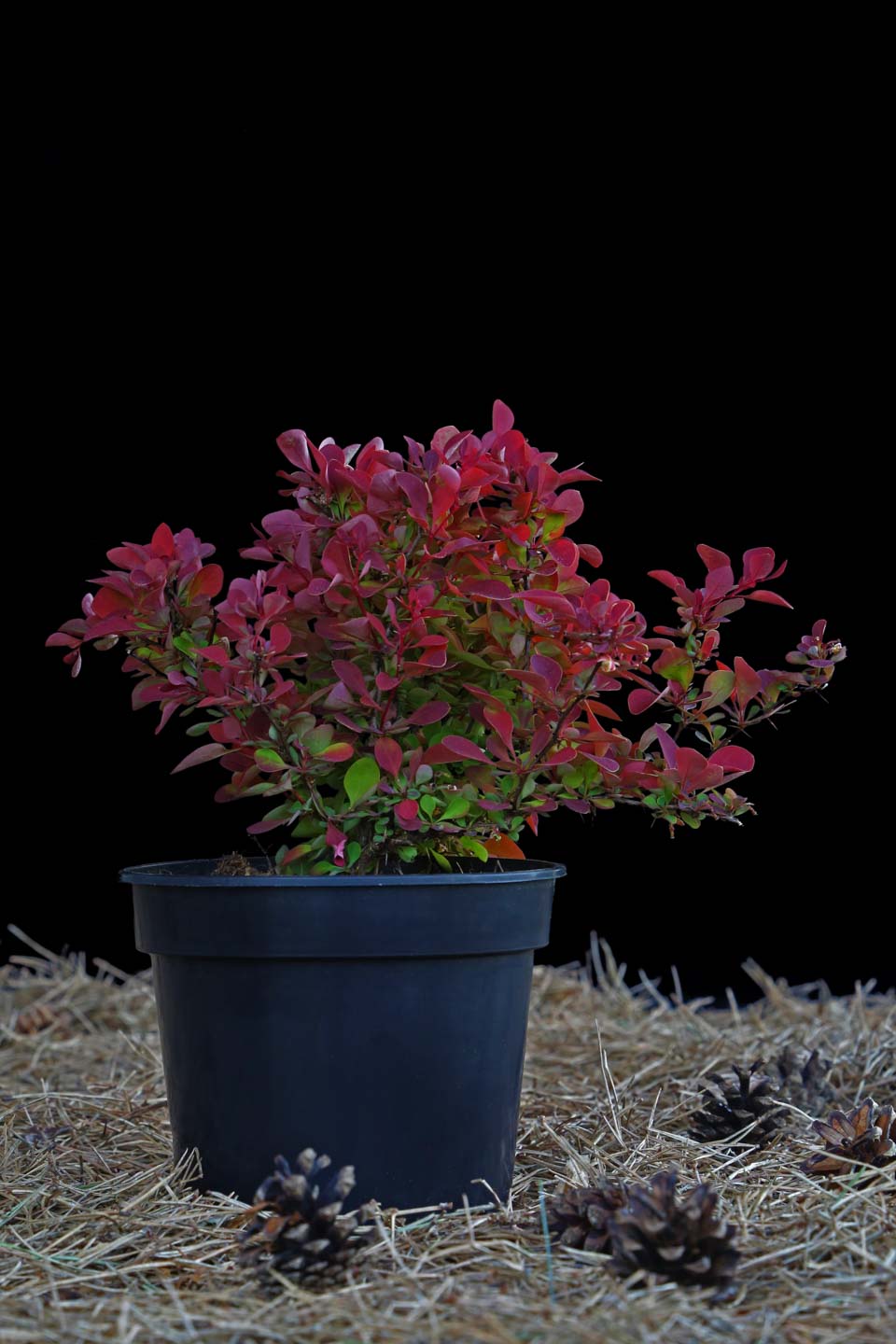 Raugerškis tunbergo 'Ruby Star' (Berberis thunbergii)