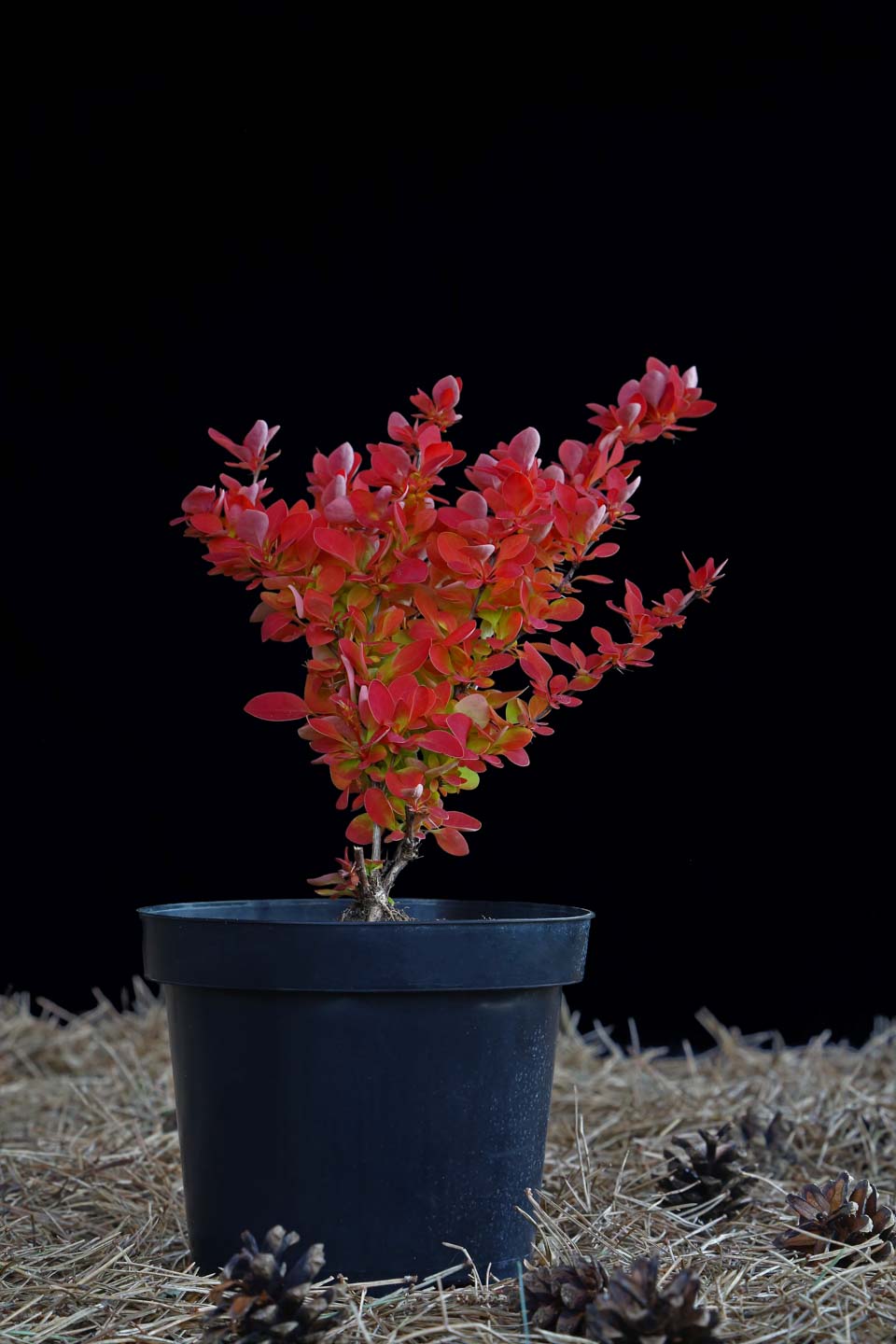 Raugerškis tunbergo 'Orange Ice' (Berberis thunbergii)