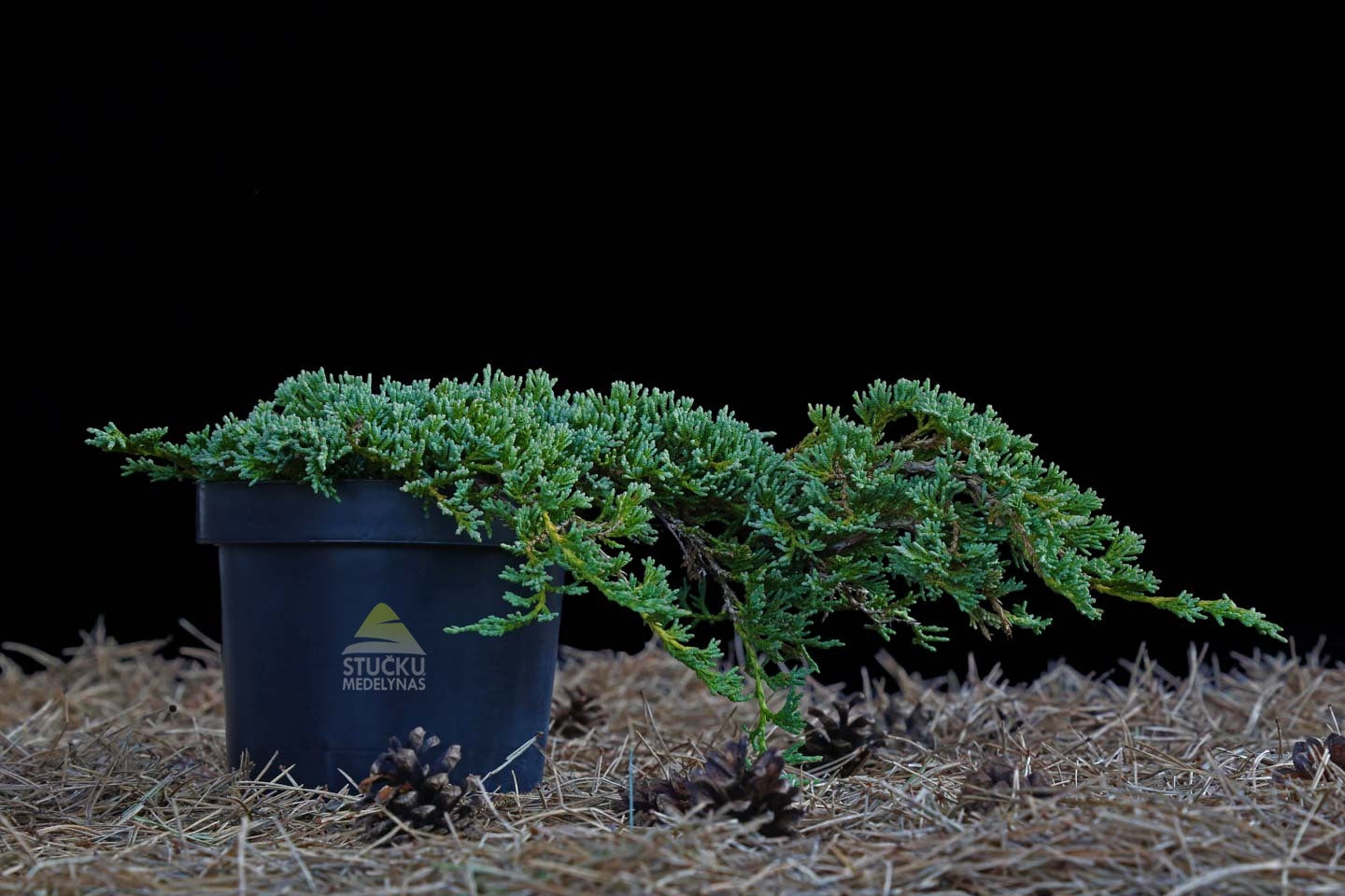 Kadagys gulsčiasis 'Ice Blue' (Juniperus procumbens)