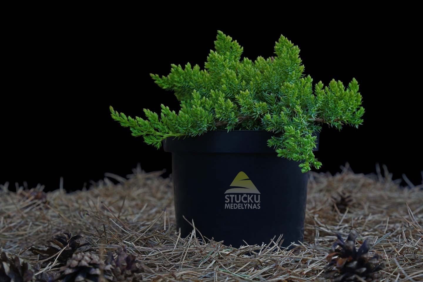 Kadagys gulsčiasis ‘Nana’ (Juniperus procumbens)