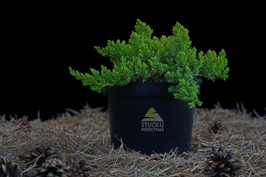 Kadagys gulsčiasis ‘Nana’ (Juniperus procumbens)