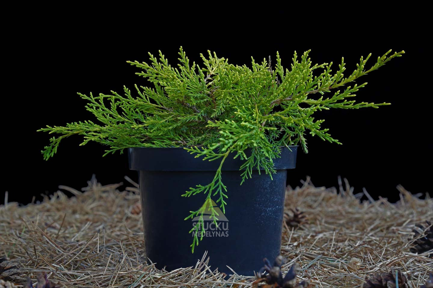 Kadagys tarpinis ‘Old Gold’ (Juniperus pfitzeriana)