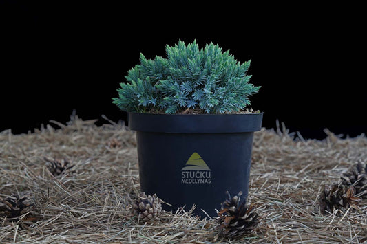 Kadagys žvynuotasis ‘Blue Star’ (Juniperus squamata)