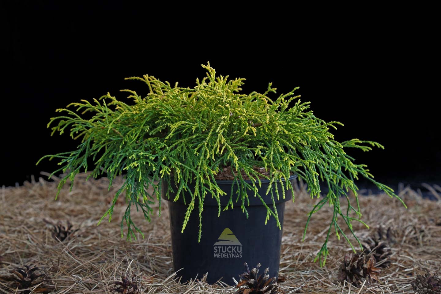 Puskiparisis žirniavaisis ‘Sungold’ (Chamaecyparis pisifera)