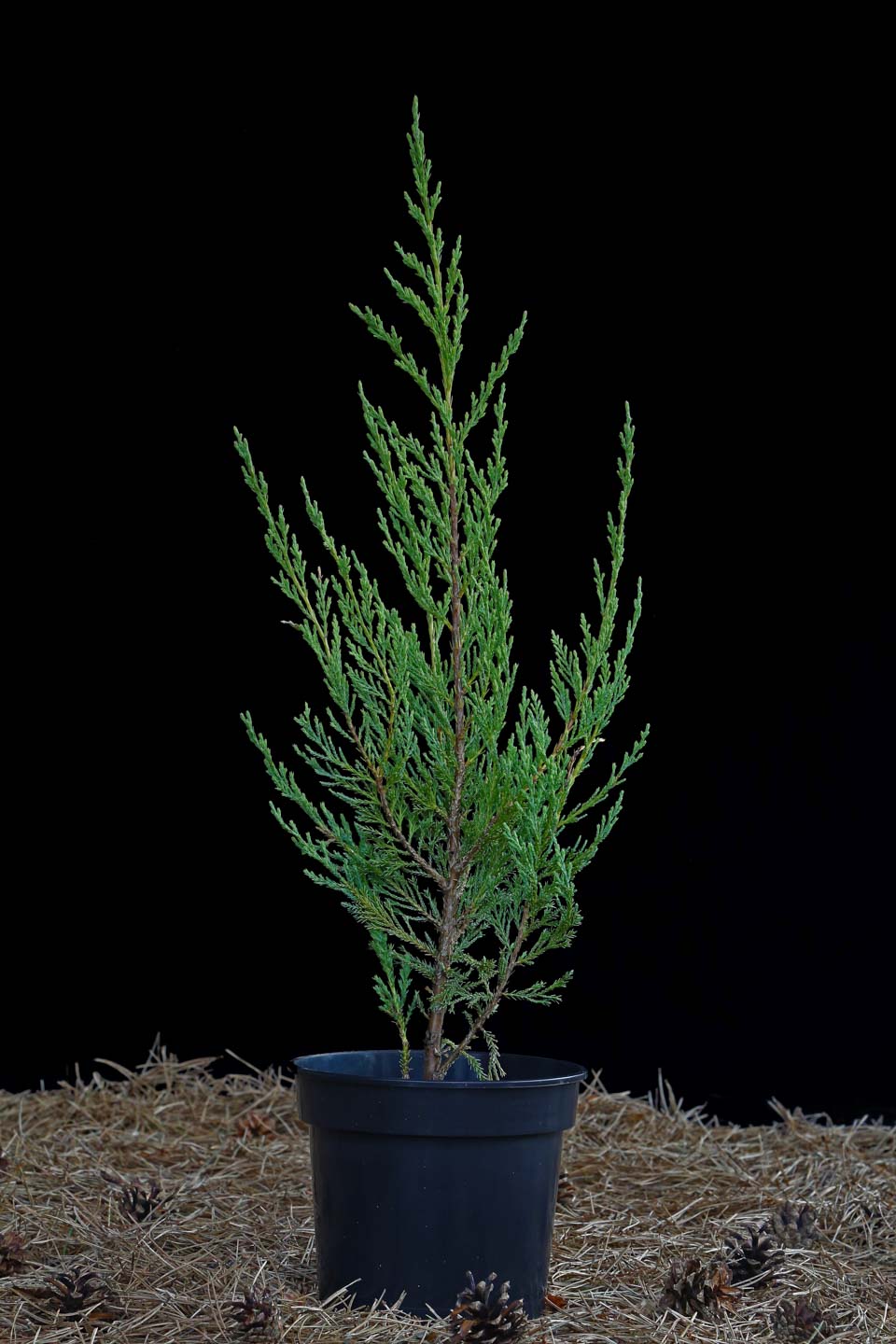 Kadagys uolinis ‘Blue Arrow’ (Juniperus scopulorum)