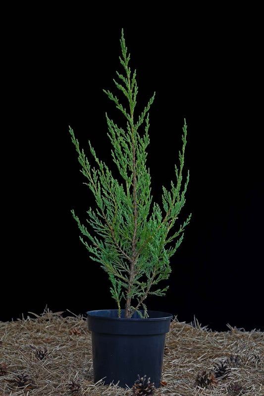 Kadagys uolinis ‘Blue Arrow’ (Juniperus scopulorum)